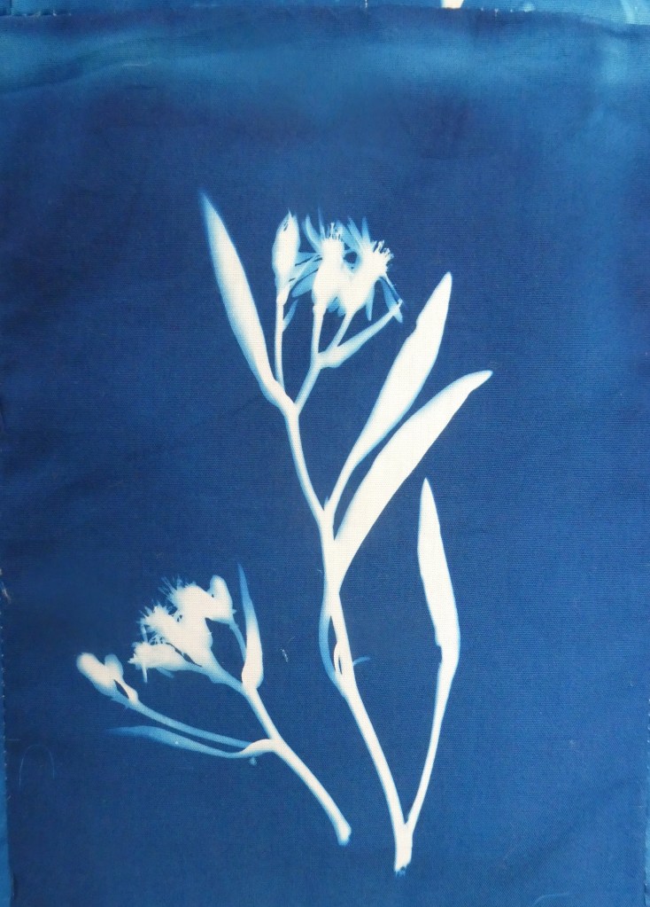 Sea Aster
