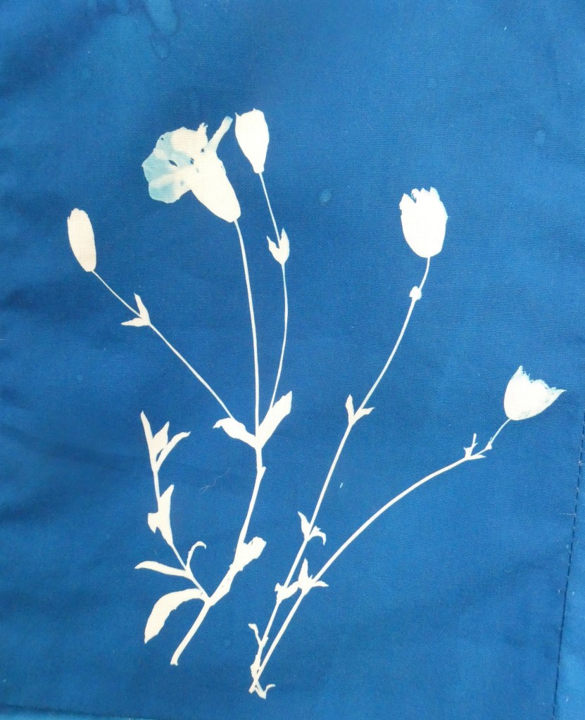 Sea Campion