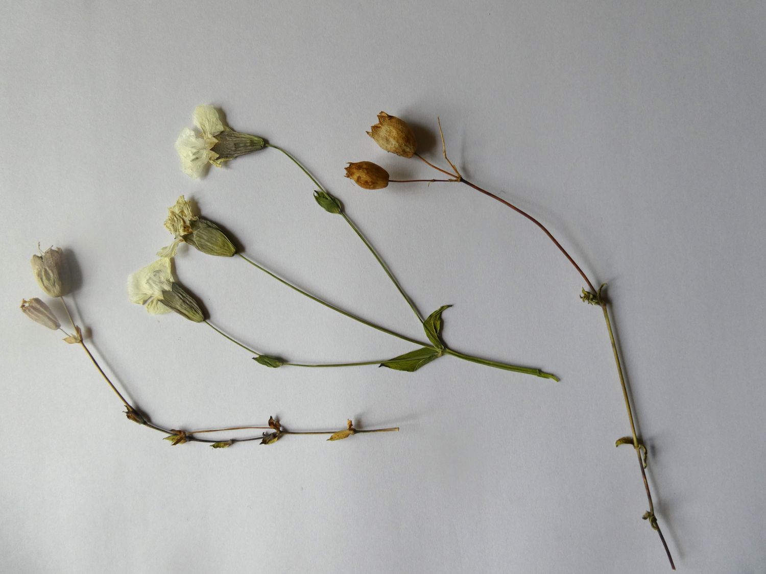 Sea Campion