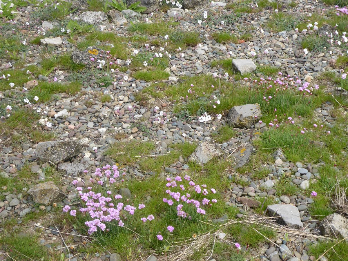 Thrift and Sea Campion